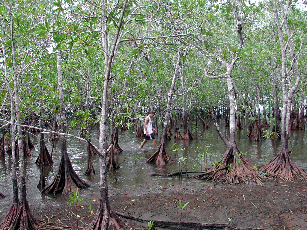 Pelliciera rhizophorae soil